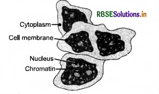 RBSE Solutions for Class 7 Science Important Questions Chapter 1 Nutrition in Plants-1