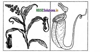 RBSE Solutions for Class 7 Science Important Questions Chapter 1 Nutrition in Plants-4