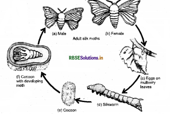 RBSE Solutions for Class 7 Science Important Questions Chapter 3 Fibre to Fabric-1