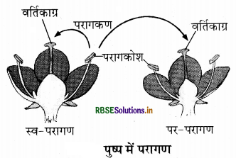 RBSE Class 7 Science Important Questions Chapter 12 पादप में जनन 1