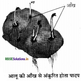 RBSE Class 7 Science Important Questions Chapter 12 पादप में जनन 2