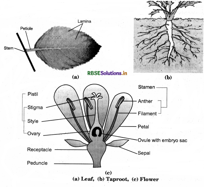 RBSE Solutions for Class 6 Science Chapter 7 Getting to Know Plants 1