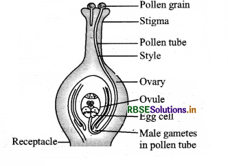 RBSE Solutions for Class 7 Science Important Questions Chapter 12 Reproduction in Plants-1