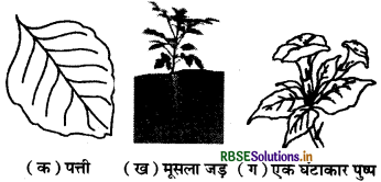 RBSE Solutions for Class 6 Science Chapter 7 पौधों को जानिए 1