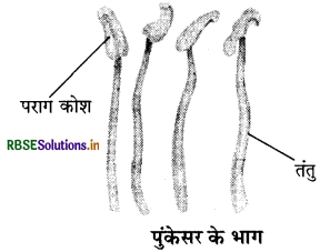 RBSE Class 6 Science Important Questions Chapter 7 पौधों को जानिए 1