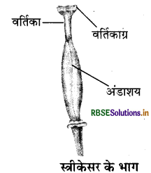 RBSE Class 6 Science Important Questions Chapter 7 पौधों को जानिए 2