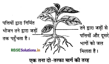 RBSE Class 6 Science Important Questions Chapter 7 पौधों को जानिए 3