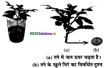 RBSE Class 6 Science Important Questions Chapter 7 पौधों को जानिए 4