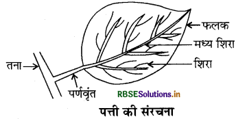 RBSE Class 6 Science Important Questions Chapter 7 पौधों को जानिए 5