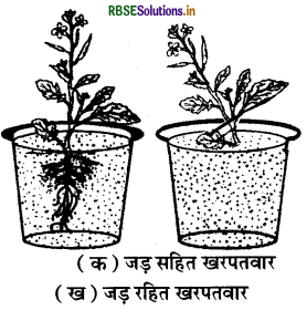 RBSE Class 6 Science Important Questions Chapter 7 पौधों को जानिए 7