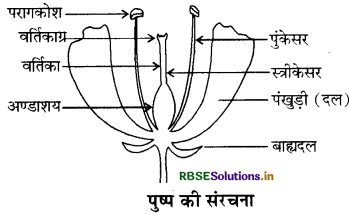 RBSE Class 6 Science Important Questions Chapter 7 पौधों को जानिए 8