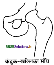 RBSE Solutions for Class 6 Science Chapter 8 शरीर में गति 1
