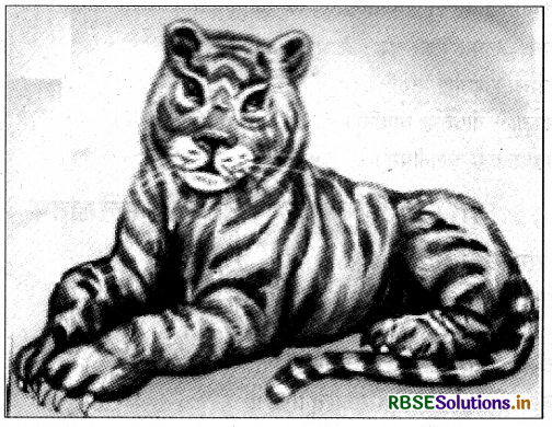 RBSE Class 9 Sanskrit रचनात्मक कार्यम् संकेताधारिताः चित्रवर्णनम् 19
