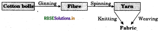 RBSE Class 6 Science Notes Chapter 3 Fibre to Fabric 1