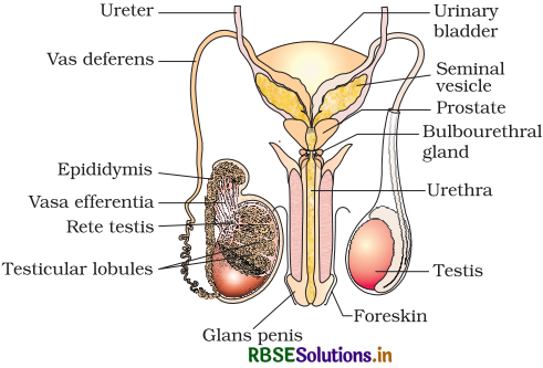 RBSE Solutions for Class 12 Biology Chapter 3 Human Reproduction 1