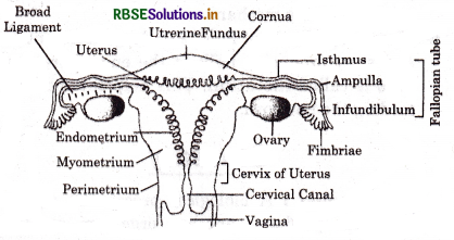 RBSE Solutions for Class 12 Biology Chapter 3 Human Reproduction 2