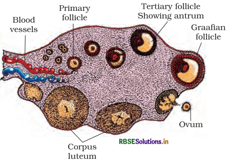 RBSE Solutions for Class 12 Biology Chapter 3 Human Reproduction 5