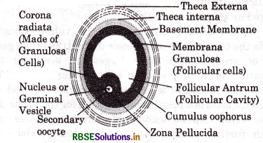 RBSE Solutions for Class 12 Biology Chapter 3 Human Reproduction 6