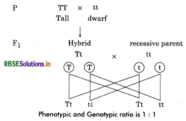 RBSE Solutions for Class 12 Biology Chapter 5 Principles of Inheritance and Variation 2