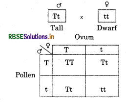 RBSE Solutions for Class 12 Biology Chapter 5 Principles of Inheritance and Variation 3