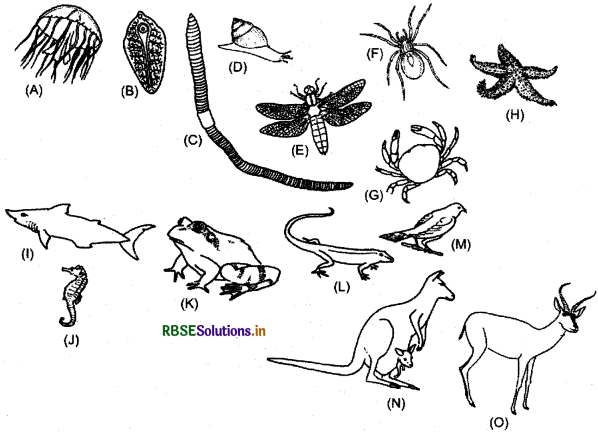 RBSE Solutions for Class 12 Biology Chapter 7 Evolution 1