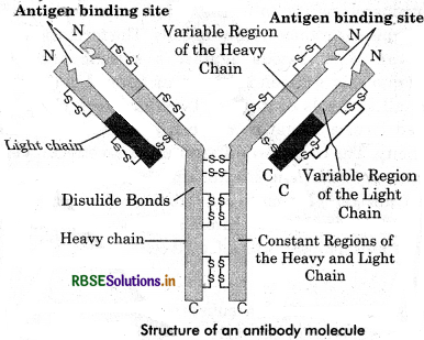 RBSE Solutions for Class 12 Biology Chapter 8 Human Health and Disease 1