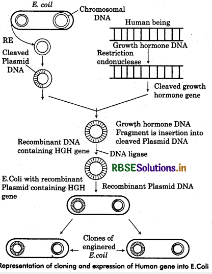 RBSE Solutions for Class 12 Biology Chapter 12 Biotechnology and its Applications 1