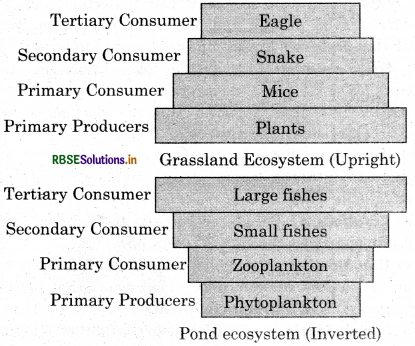 RBSE Solutions for Class 12 Biology Chapter 14 Ecosystem 2