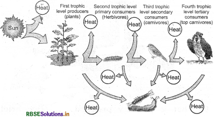 RBSE Solutions for Class 12 Biology Chapter 14 Ecosystem 4