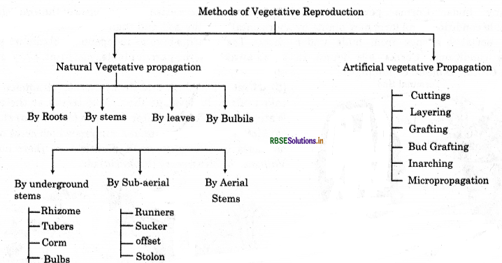 RBSE Class 12 Biology Important Questions Chapter 1 Reproduction in Organisms 22