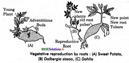 RBSE Class 12 Biology Important Questions Chapter 1 Reproduction in Organisms 33