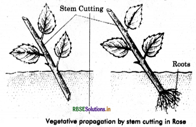RBSE Class 12 Biology Important Questions Chapter 1 Reproduction in Organisms 24