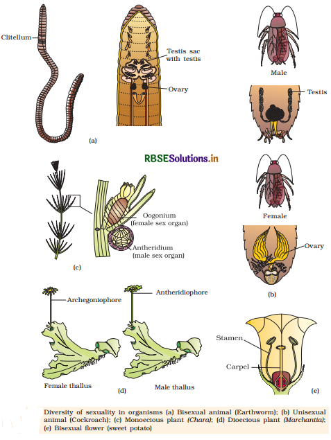 RBSE Class 12 Biology Important Questions Chapter 1 Reproduction in Organisms 31