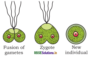 RBSE Class 12 Biology Important Questions Chapter 1 Reproduction in Organisms 32