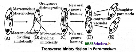RBSE Class 12 Biology Important Questions Chapter 1 Reproduction in Organisms 2