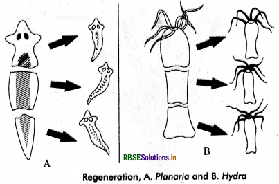 RBSE Class 12 Biology Important Questions Chapter 1 Reproduction in Organisms 9