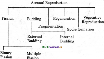 RBSE Class 12 Biology Important Questions Chapter 1 Reproduction in Organisms 12