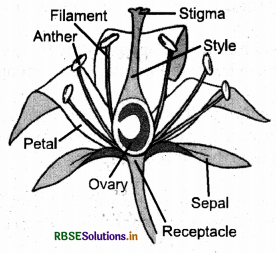 RBSE Class 6 Science Important Questions Chapter 7 Getting to Know Plants 2