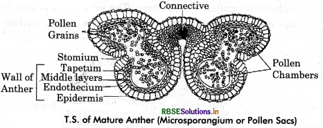 RBSE Class 12 Biology Important Questions Chapter 2 Sexual Reproduction in Flowering Plants 10