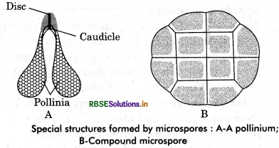 RBSE Class 12 Biology Important Questions Chapter 2 Sexual Reproduction in Flowering Plants 11
