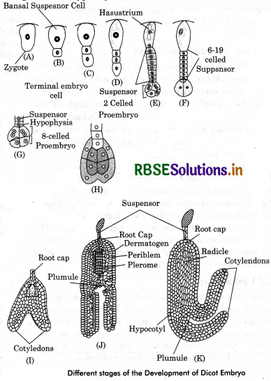 RBSE Class 12 Biology Important Questions Chapter 2 Sexual Reproduction in Flowering Plants 16