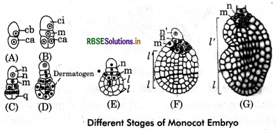 RBSE Class 12 Biology Important Questions Chapter 2 Sexual Reproduction in Flowering Plants 17