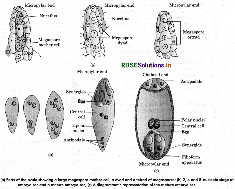 RBSE Class 12 Biology Important Questions Chapter 2 Sexual Reproduction in Flowering Plants 19