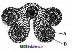 RBSE Class 12 Biology Important Questions Chapter 2 Sexual Reproduction in Flowering Plants2