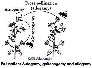 RBSE Class 12 Biology Important Questions Chapter 2 Sexual Reproduction in Flowering Plants 20
