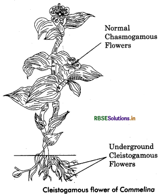 RBSE Class 12 Biology Important Questions Chapter 2 Sexual Reproduction in Flowering Plants 21