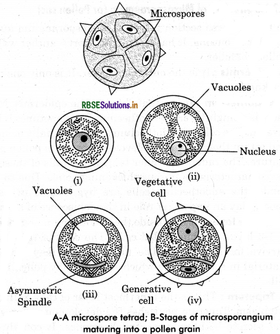 RBSE Class 12 Biology Important Questions Chapter 2 Sexual Reproduction in Flowering Plants 28