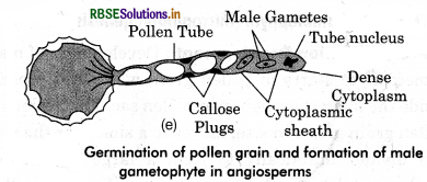 RBSE Class 12 Biology Important Questions Chapter 2 Sexual Reproduction in Flowering Plants 29