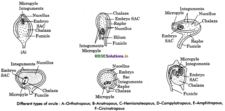 RBSE Class 12 Biology Important Questions Chapter 2 Sexual Reproduction in Flowering Plants 30