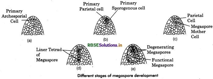 RBSE Class 12 Biology Important Questions Chapter 2 Sexual Reproduction in Flowering Plants 31